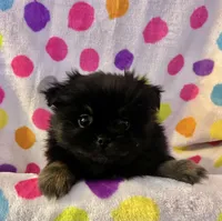 Rosey, a female Pekingese and Pomeranian for sale in Sherwood, MI – Photo 1 of 7