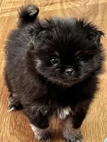 Rosey, a female Pekingese and Pomeranian for sale in Sherwood, MI – Photo 3 of 7