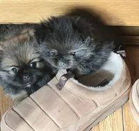 Rosey, a female Pekingese and Pomeranian for sale in Sherwood, MI – Photo 6 of 7