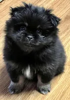 Button, a female Pekingese and Pomeranian for sale in Sherwood, MI – Photo 2 of 5