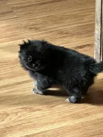 Rosey, a female Pekingese and Pomeranian for sale in Sherwood, MI – Photo 7 of 7