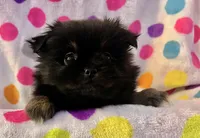 Rosey, a female Pekingese and Pomeranian for sale in Sherwood, MI – Photo 4 of 7