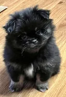 Button, a female Pekingese and Pomeranian for sale in Sherwood, MI – Photo 3 of 5