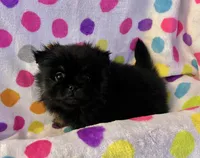 Rosey, a female Pekingese and Pomeranian for sale in Sherwood, MI – Photo 5 of 7