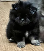 Button, a female Pekingese and Pomeranian for sale in Sherwood, MI – Photo 5 of 5