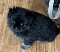 Rosey, a female Pekingese and Pomeranian for sale in Sherwood, MI – Photo 2 of 7