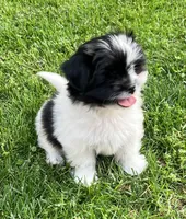 Tcup sparky, a male Pomeranian and Shih Tzu for sale in Sherwood, MI – 2 of 4