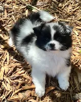 Tcup Milo, a male Pomeranian and Shih Tzu for sale in Sherwood, MI – 2 of 6