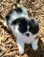 Tcup Milo, a male Pomeranian and Shih Tzu for sale in Sherwood, MI – 4 of 6
