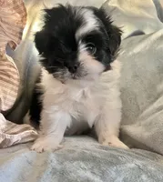 Bolt, a male Pomeranian and Shih Tzu for sale in Sherwood, MI – 1 of 5