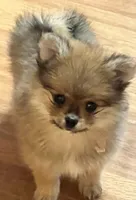 Chico, a male Pomeranian for sale in Sherwood, MI – Photo 5 of 6