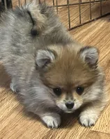 Chico, a male Pomeranian for sale in Sherwood, MI – Photo 2 of 6