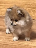 Chico, a male Pomeranian for sale in Sherwood, MI – Photo 6 of 6