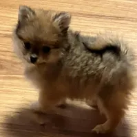 Chico, a male Pomeranian for sale in Sherwood, MI – Photo 4 of 6
