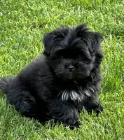 Daisy , a female Pomeranian and Shih Tzu for sale in Sherwood, MI – 3 of 4