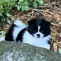 Tcup Milo, a male Pomeranian and Shih Tzu for sale in Sherwood, MI – 3 of 6