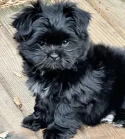 Tcup Mitzie, a female Pomeranian and Shih Tzu for sale in Sherwood, MI – 4 of 6