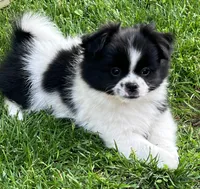 Tcup Oreo , a male Pomeranian and Shih Tzu for sale in Sherwood, MI – 1 of 3