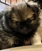 Ava, a female Pekingese and Pomeranian for sale in Sherwood, MI – Photo 1 of 4