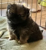 Ava, a female Pekingese and Pomeranian for sale in Sherwood, MI – Photo 4 of 4