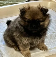 Ava, a female Pekingese and Pomeranian for sale in Sherwood, MI – Photo 3 of 4