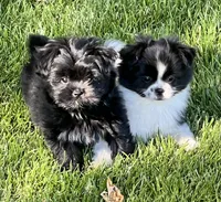 Tcup Milo, a male Pomeranian and Shih Tzu for sale in Sherwood, MI – 6 of 6