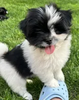 Tcup sparky, a male Pomeranian and Shih Tzu for sale in Sherwood, MI – 1 of 4