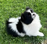Tcup Oreo , a male Pomeranian and Shih Tzu for sale in Sherwood, MI – 3 of 3