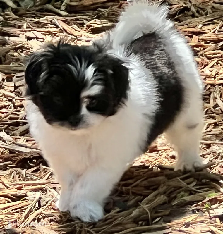 Bolt – Pomeranian, Shih Tzu puppy for sale in Sherwood, MI