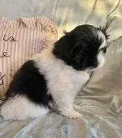 Bolt, a male Pomeranian and Shih Tzu for sale in Sherwood, MI – 4 of 5