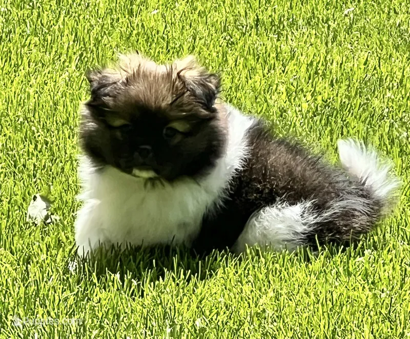 Barkley, a male Pekingese and Pomeranian for sale in Sherwood, MI – 1 of 6