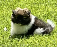 Barkley, a male Pekingese and Pomeranian for sale in Sherwood, MI – 1 of 6