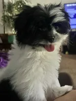 Benji, a male Pomeranian and Shih Tzu for sale in Sherwood, MI – 8 of 10