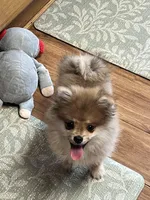 Bentley, a male Pomeranian for sale in Sherwood, MI – Photo 4 of 4