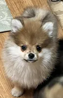 Bentley, a male Pomeranian for sale in Sherwood, MI – Photo 2 of 4