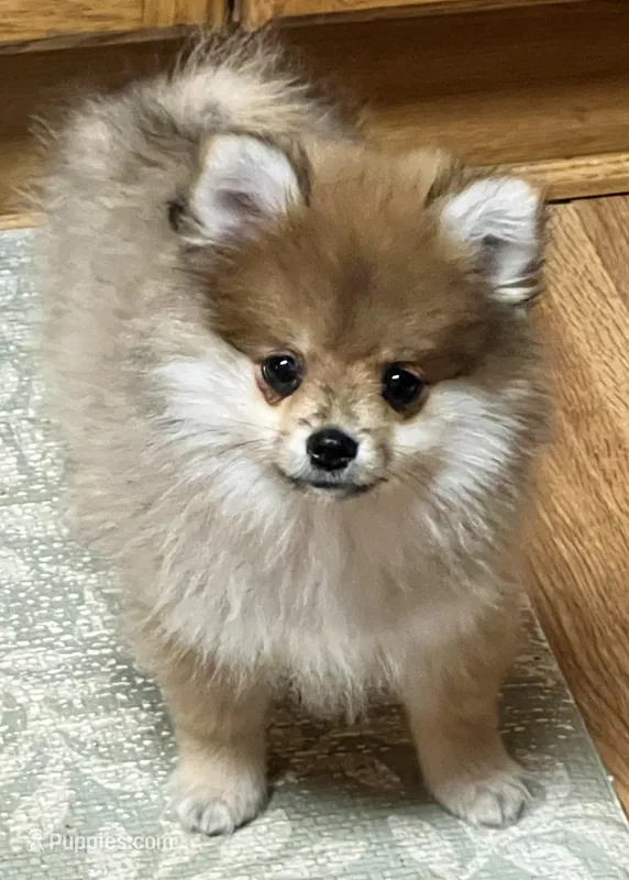 Bentley – Pomeranian puppy for sale in Sherwood, MI