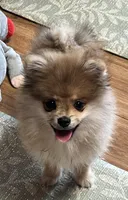 Bentley, a male Pomeranian for sale in Sherwood, MI – Photo 3 of 4