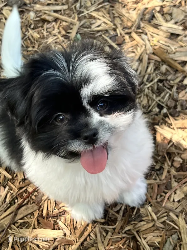 sparky – Pomeranian, Shih Tzu puppy for sale in Sherwood, MI