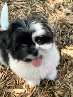 Bentley, a male Pomeranian and Shih Tzu for sale in Sherwood, MI – 1 of 7
