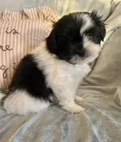 Bolt, a male Pomeranian and Shih Tzu for sale in Sherwood, MI – 5 of 5