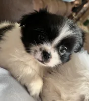 Milo, a male Pomeranian and Shih Tzu for sale in Sherwood, MI – 3 of 4