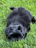Daisy , a female Pomeranian and Shih Tzu for sale in Sherwood, MI – 4 of 4