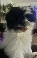 Benji, a male Pomeranian and Shih Tzu for sale in Sherwood, MI – 9 of 10