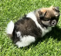 Barkley, a male Pekingese and Pomeranian for sale in Sherwood, MI – 6 of 6