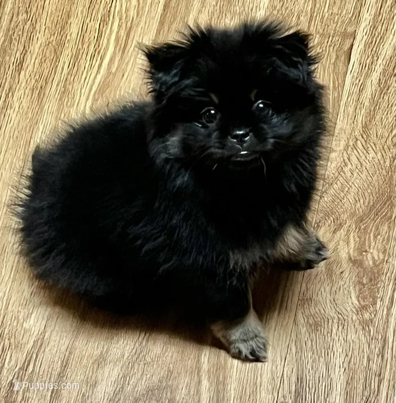 Minnie – Pekingese, Pomeranian puppy for sale in Sherwood, MI
