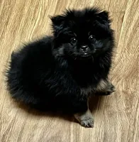 Minnie, a female Pekingese and Pomeranian for sale in Sherwood, MI – Photo 1 of 3