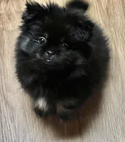 Minnie, a female Pekingese and Pomeranian for sale in Sherwood, MI – Photo 2 of 3