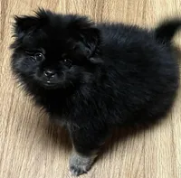 Minnie, a female Pekingese and Pomeranian for sale in Sherwood, MI – Photo 3 of 3