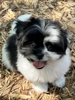 Bentley, a male Pomeranian and Shih Tzu for sale in Sherwood, MI – 6 of 7