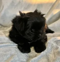 Mitzie, a female Pomeranian and Shih Tzu for sale in Sherwood, MI – 2 of 3